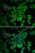 Frataxin antibody, A1745, ABclonal Technology, Immunofluorescence image 