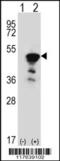 Flap Structure-Specific Endonuclease 1 antibody, 61-554, ProSci, Western Blot image 