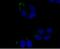 Janus Kinase 3 antibody, A02598-4, Boster Biological Technology, Immunocytochemistry image 