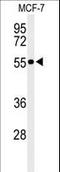 Pre-MRNA Processing Factor 19 antibody, LS-C162174, Lifespan Biosciences, Western Blot image 