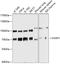 Forkhead Box P1 antibody, 14-579, ProSci, Western Blot image 
