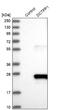 DCTP Pyrophosphatase 1 antibody, NBP1-85736, Novus Biologicals, Western Blot image 