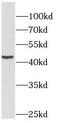 Gasdermin B antibody, FNab10147, FineTest, Western Blot image 