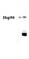 HSP90 antibody, LS-C209590, Lifespan Biosciences, Western Blot image 