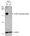 Eukaryotic Translation Initiation Factor 4E Binding Protein 1 antibody, PA5-77961, Invitrogen Antibodies, Western Blot image 