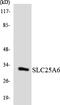 ADP/ATP translocase 3 antibody, LS-C200684, Lifespan Biosciences, Western Blot image 