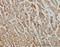 Acyl-CoA Thioesterase 9 antibody, H00023597-M01, Novus Biologicals, Immunohistochemistry paraffin image 