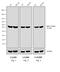 Rat IgG Isotype Control antibody, PA1-30362, Invitrogen Antibodies, Western Blot image 