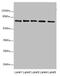 Succinate Dehydrogenase Complex Flavoprotein Subunit A antibody, CSB-PA01989A0Rb, Cusabio, Western Blot image 