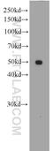 Paired Box 8 antibody, 66073-1-Ig, Proteintech Group, Western Blot image 