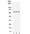 Myelin Associated Glycoprotein antibody, R32005, NSJ Bioreagents, Western Blot image 
