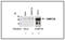 DNA Methyltransferase 3 Alpha antibody, TA347112, Origene, Western Blot image 