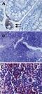 Toll Like Receptor 3 antibody, MA1-25649, Invitrogen Antibodies, Immunohistochemistry frozen image 