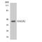 Galanin Receptor 2 antibody, LS-C291983, Lifespan Biosciences, Western Blot image 