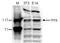 Histone Cell Cycle Regulator antibody, TA347137, Origene, Western Blot image 