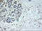 Neurogenin 1 antibody, TA500308, Origene, Immunohistochemistry frozen image 