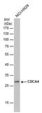 Cell Division Cycle Associated 4 antibody, PA5-78517, Invitrogen Antibodies, Western Blot image 