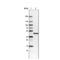 Tu Translation Elongation Factor, Mitochondrial antibody, NBP2-36752, Novus Biologicals, Western Blot image 