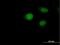 ADP Ribosylation Factor Like GTPase 4A antibody, H00010124-B01P, Novus Biologicals, Immunocytochemistry image 