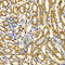 WNK Lysine Deficient Protein Kinase 3 antibody, A5574, ABclonal Technology, Immunohistochemistry paraffin image 