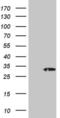 Proteasome Assembly Chaperone 2 antibody, MA5-27000, Invitrogen Antibodies, Western Blot image 