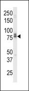 Interleukin-18 receptor accessory protein antibody, PA5-72578, Invitrogen Antibodies, Western Blot image 