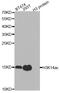 Histone Cluster 3 H3 antibody, STJ29396, St John