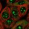 Poly(ADP-Ribose) Polymerase Family Member 10 antibody, NBP2-57056, Novus Biologicals, Immunofluorescence image 