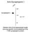 Synaptojanin 1 antibody, 50-143, ProSci, Western Blot image 