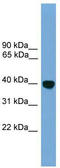 Kruppel Like Factor 2 antibody, TA341787, Origene, Western Blot image 