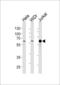 Histone Deacetylase 1 antibody, LS-C204061, Lifespan Biosciences, Western Blot image 