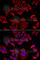 Titin-Cap antibody, A6765, ABclonal Technology, Immunofluorescence image 