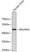 Basic Helix-Loop-Helix Family Member E41 antibody, 23-742, ProSci, Western Blot image 