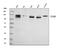 Toll Like Receptor 9 antibody, A00198-3, Boster Biological Technology, Western Blot image 