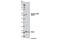 Cell Division Cycle 20 antibody, 8038S, Cell Signaling Technology, Western Blot image 