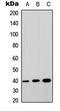 G Protein-Coupled Receptor Class C Group 5 Member A antibody, LS-C359002, Lifespan Biosciences, Western Blot image 