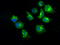 Protein Kinase, Membrane Associated Tyrosine/Threonine 1 antibody, LS-C114912, Lifespan Biosciences, Immunofluorescence image 