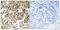 Chromobox 5 antibody, 79-887, ProSci, Immunohistochemistry frozen image 