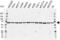 Interferon regulatory factor 5 antibody, VPA00066, Bio-Rad (formerly AbD Serotec) , Western Blot image 