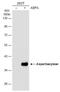 Aspartoacylase antibody, NBP2-15491, Novus Biologicals, Western Blot image 