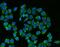 Sterol Regulatory Element Binding Transcription Factor 2 antibody, A01678-2, Boster Biological Technology, Immunofluorescence image 