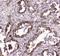 Glyoxalase I antibody, A01703-1, Boster Biological Technology, Immunohistochemistry frozen image 