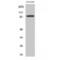 EWS RNA Binding Protein 1 antibody, LS-C383428, Lifespan Biosciences, Western Blot image 