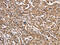 Potassium Voltage-Gated Channel Modifier Subfamily G Member 2 antibody, CSB-PA780626, Cusabio, Immunohistochemistry frozen image 