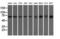 Golgi Reassembly Stacking Protein 1 antibody, M05896, Boster Biological Technology, Western Blot image 