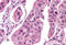 G Protein-Coupled Estrogen Receptor 1 antibody, MBS244475, MyBioSource, Immunohistochemistry frozen image 