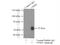 Cleavage And Polyadenylation Specific Factor 6 antibody, 15489-1-AP, Proteintech Group, Immunoprecipitation image 