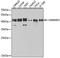 Heterogeneous Nuclear Ribonucleoprotein D antibody, A1828, ABclonal Technology, Western Blot image 