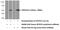 SPARC (Osteonectin), Cwcv And Kazal Like Domains Proteoglycan 1 antibody, 12512-1-AP, Proteintech Group, Western Blot image 