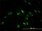 Transcription Factor EB antibody, MCA4206Z, Bio-Rad (formerly AbD Serotec) , Western Blot image 